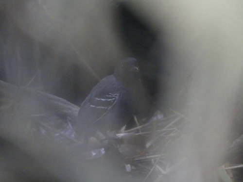 Black-tailed Antbird (Myrmoborus melanurus), photo 5