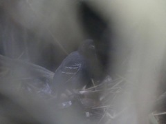 Myrmoborus melanurus