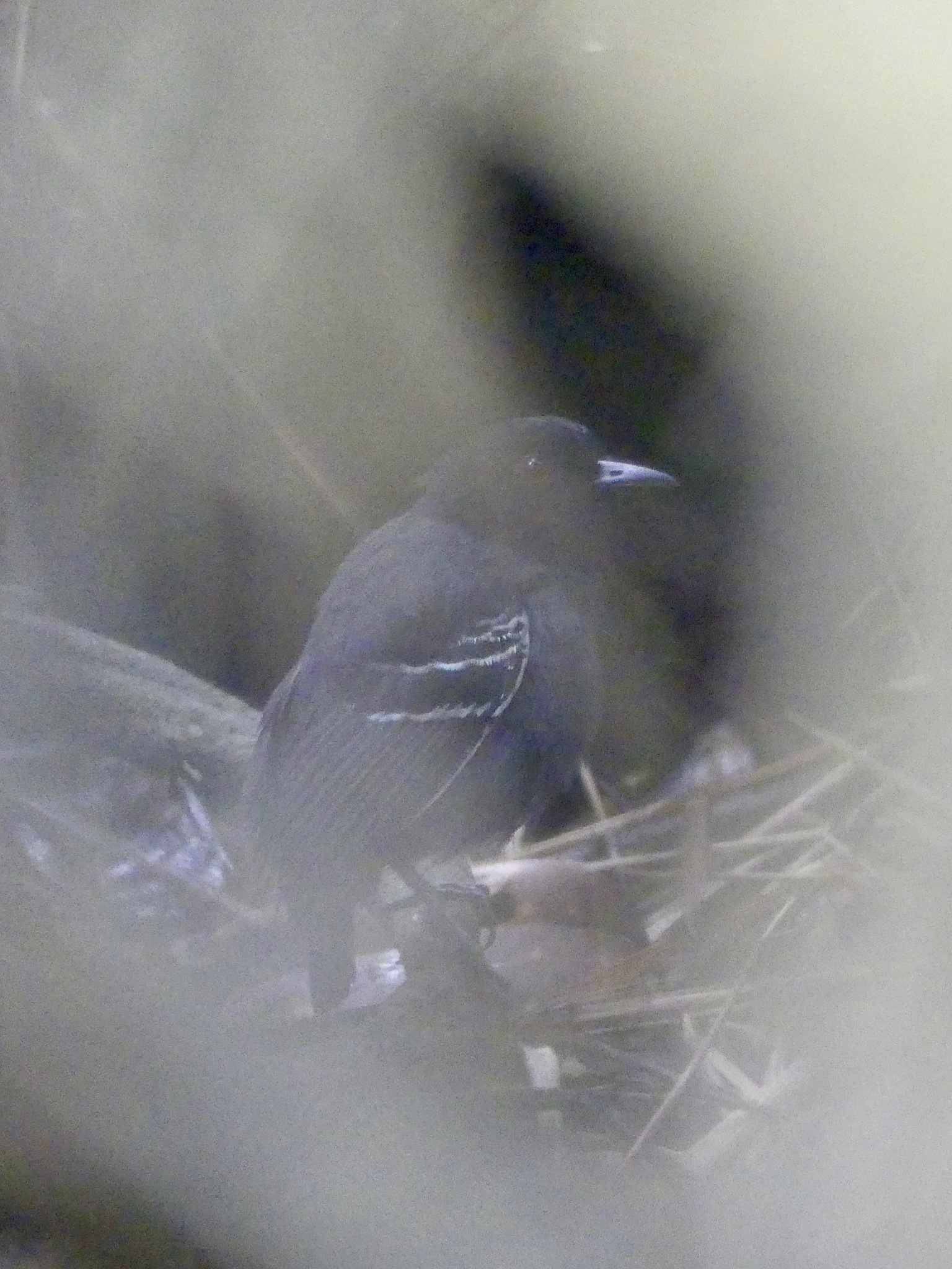 Black-tailed Antbird (Myrmoborus melanurus), photo 3