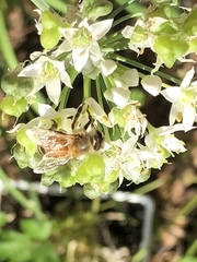 Apis mellifera
