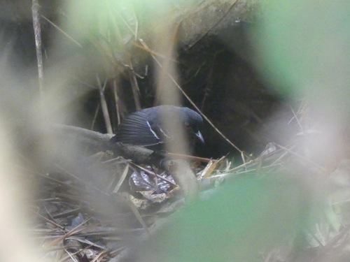 Black-tailed Antbird (Myrmoborus melanurus), photo 4
