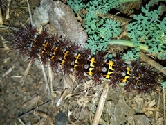 Ormiscodes cinnamomea