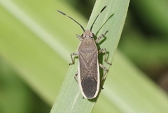 Catorhintha texana
