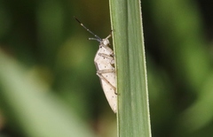 Catorhintha texana