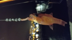 Cardinalfish