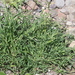 Dactyloctenium - Photo (c) James Bailey, μερικά δικαιώματα διατηρούνται (CC BY-NC), uploaded by James Bailey