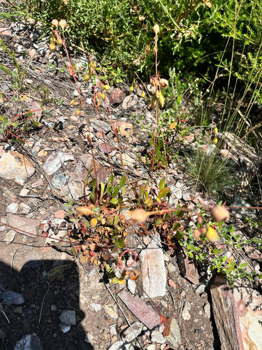 Tuberaria globulariifolia, photograph 6