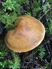 Cortinarius laniger