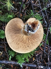 Cortinarius laniger