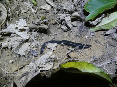 Australopacifica garveyi