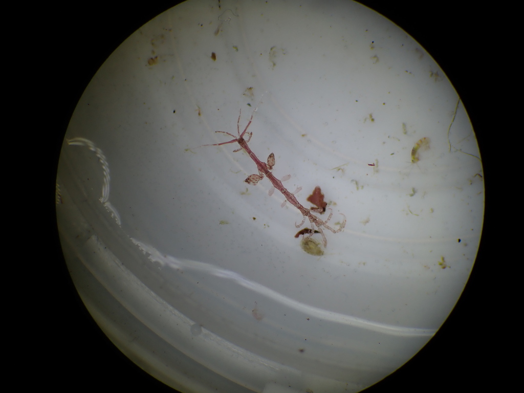 Caprella laeviuscula