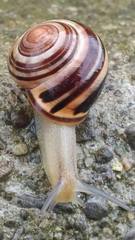 Cepaea nemoralis