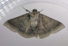 Ericeia subcinerea