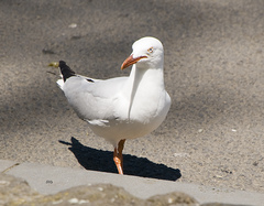 Chroicocephalus novaehollandiae