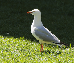 Chroicocephalus novaehollandiae