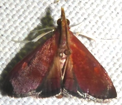 Hemiscopis sanguinea