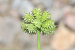 Dactyloctenium radulans
