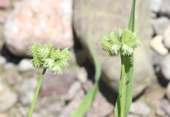 Dactyloctenium radulans
