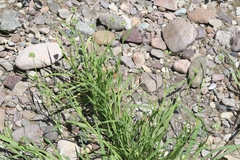 Dactyloctenium radulans