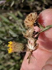 Erigeron petrophilus