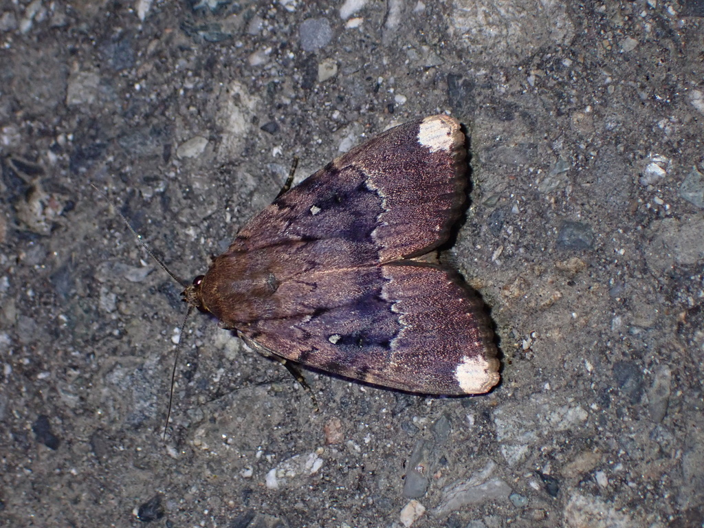 Amphipyra schrenkii