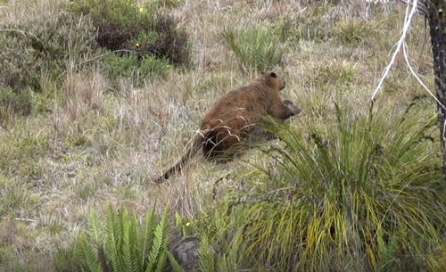 Doria's Tree Kangaroo