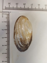 Uniomerus tetralasmus