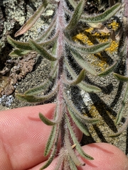 Erigeron petrophilus