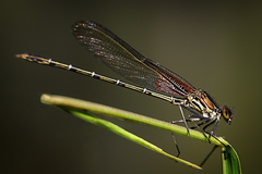 Hetaerina americana