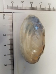 Uniomerus tetralasmus