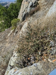 Erigeron petrophilus