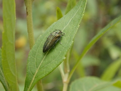 Acmaeodera cuprina