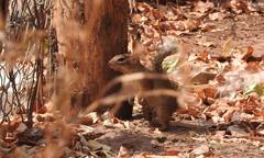 Notocitellus adocetus