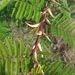 Acacia dolichocephala
