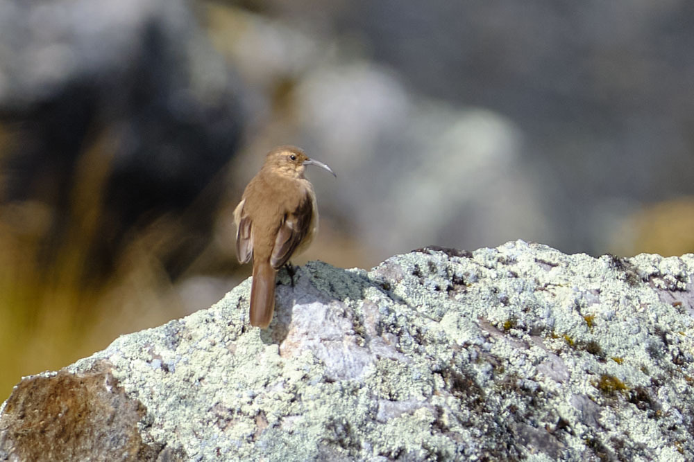 Buff-breasted Earthcreeper (Upucerthia validirostris), photo 8