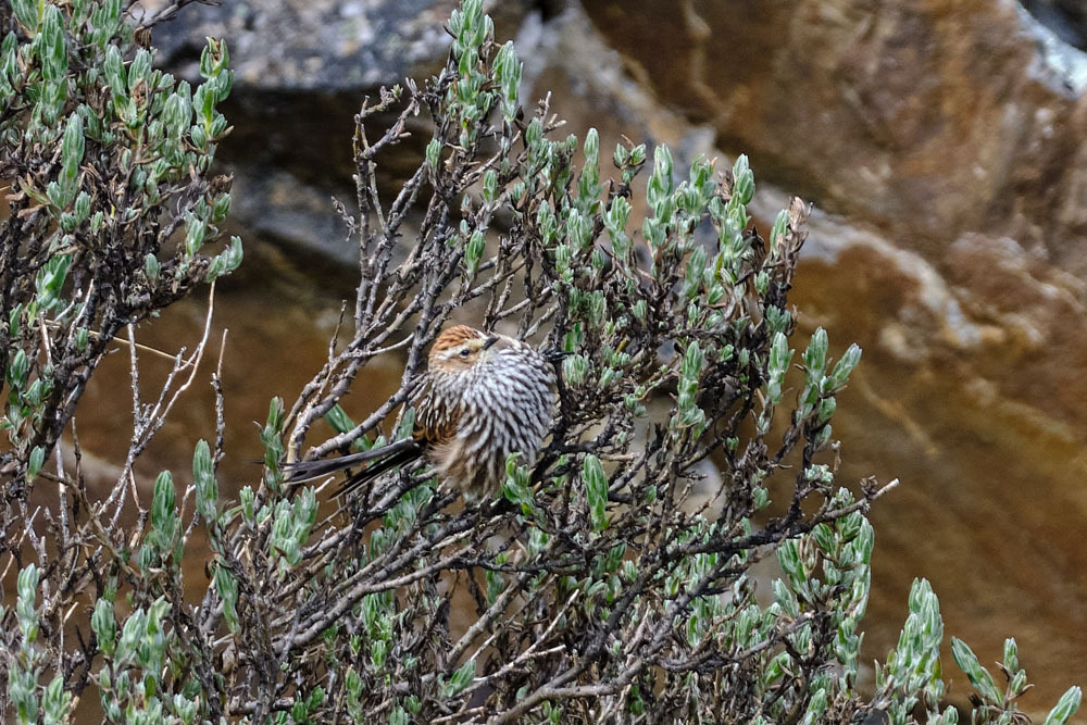 Andean Tit-Spinetail (Leptasthenura andicola), photo 5