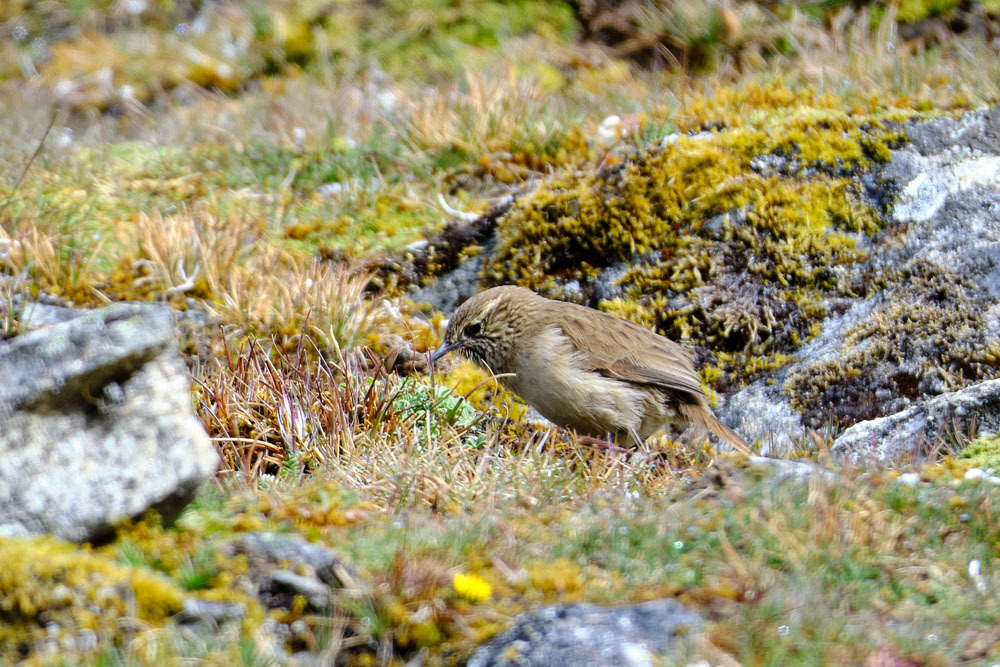 Streak-throated Canastero (Asthenes humilis), photo 2