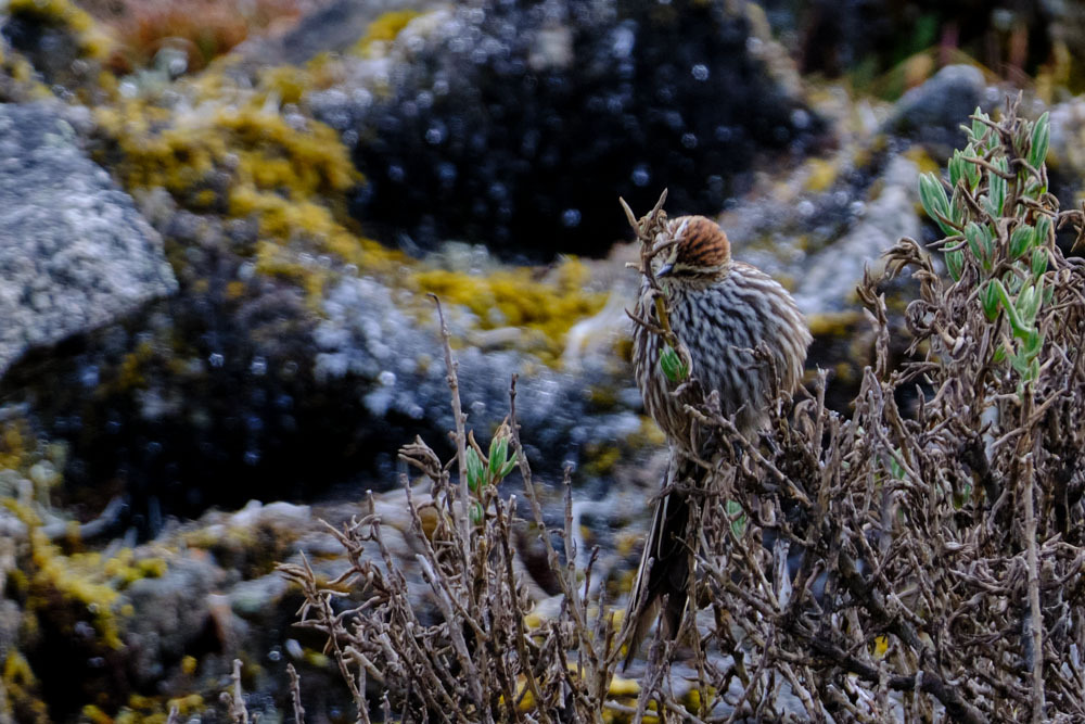 Andean Tit-Spinetail (Leptasthenura andicola), photo 4