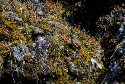 Striated Earthcreeper (Geocerthia serrana), photo 3