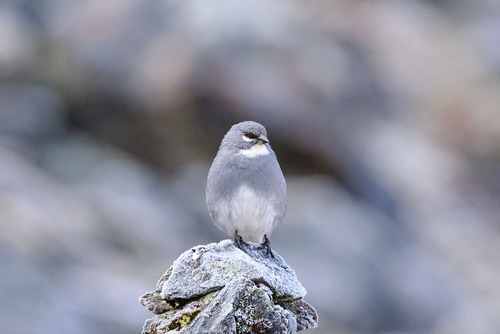Glacier Finch (Idiopsar speculifer), photo 8