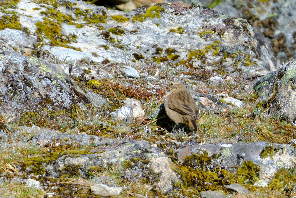 Streak-throated Canastero (Asthenes humilis), photo 1