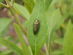 Acmaeodera cuprina