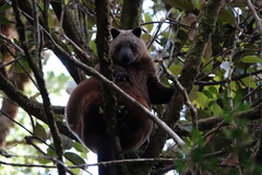 Doria's Tree Kangaroo photo 2