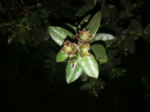 Image of Archidasyphyllum Excelsum (Archidasyphyllum excelsum) by no rights reserved