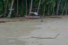 Dendrelaphis marenae