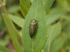 Acmaeodera cuprina