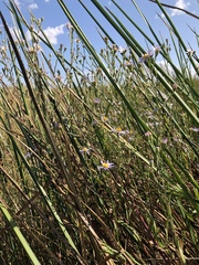 Symphyotrichum lentum