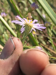 Symphyotrichum lentum