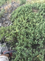 Euphorbia celastroides celastroides