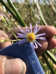 Symphyotrichum lentum